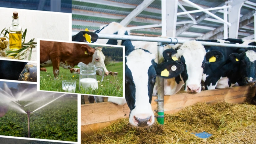 Tarımsal Destekler Yatırılıyor