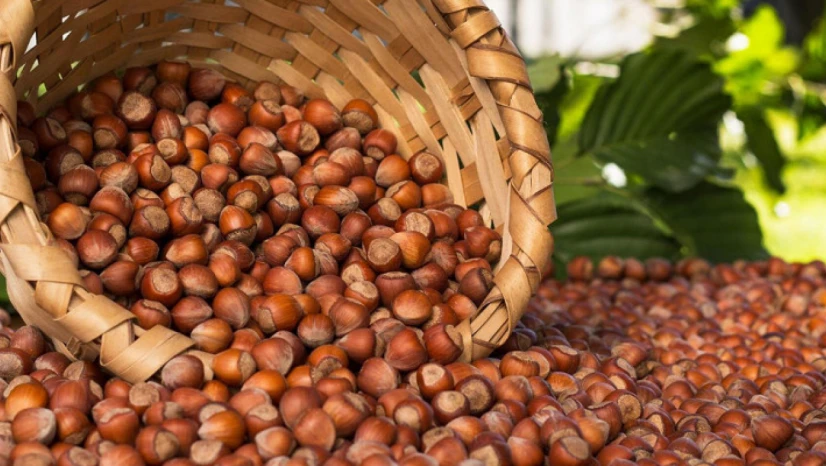 TÜİK Açıkladı: Fındıkta Büyük Düşüş