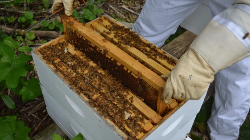 Arılı Kovan Destekleme Başvuruları 14 Kasım'a Uzatıldı