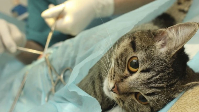 Sahipsiz Kedilere Ücretsiz Kısırlaştırma Hizmeti Yeniden Başladı