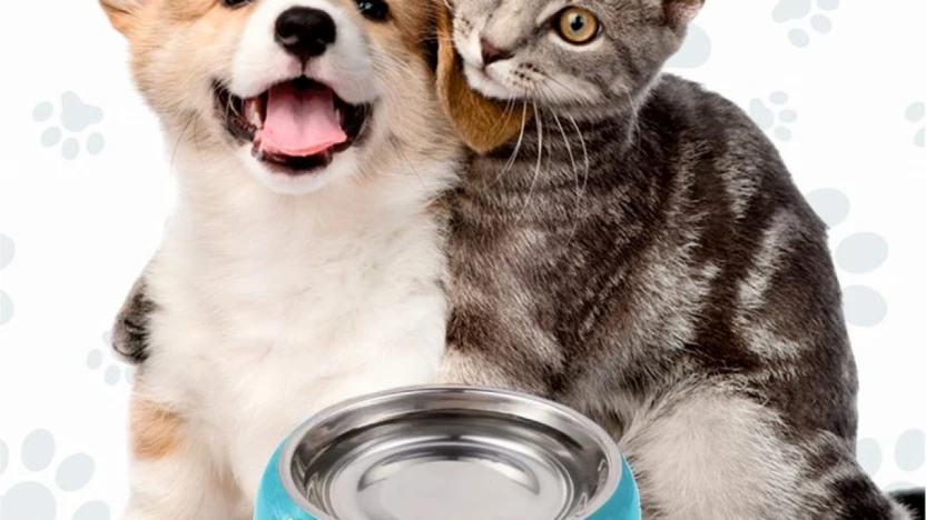 Sokak hayvanları için 'Bir Kap Su' çağrısı