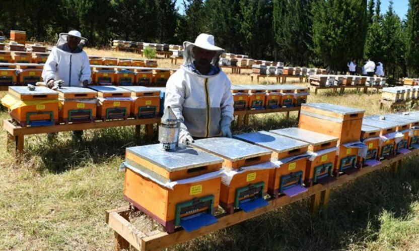 Arıcılık Destek Başvuruları İçin Askı Süreci Başladı