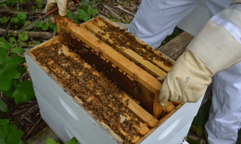 Arılı Kovan Destekleme Başvuruları 14 Kasım'a Uzatıldı