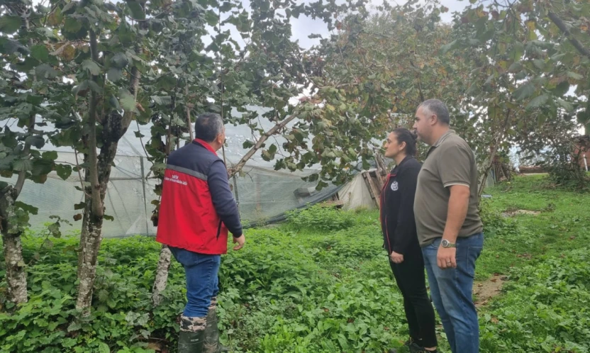 Bartın'da Fındıkta Verim ve Kalite İçin Eğitim Seferberliği