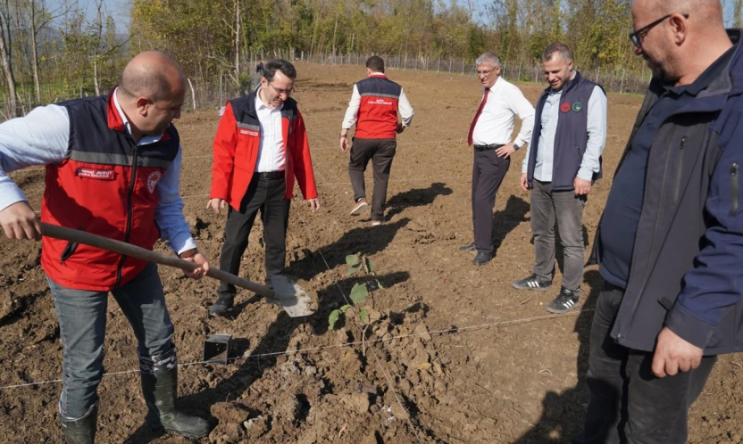 Genç Çiftçiye Devlet Desteğiyle Fındık Bahçesi Kuruldu