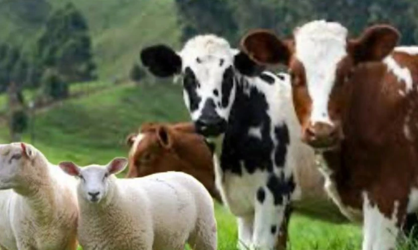 Hayvancılık Desteklerinde Son Gün 1 Aralık