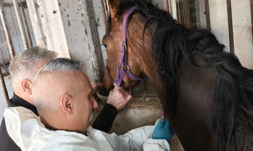 Safkan İngiliz Kısrağın Sağlık Kontrolleri Yapıldı