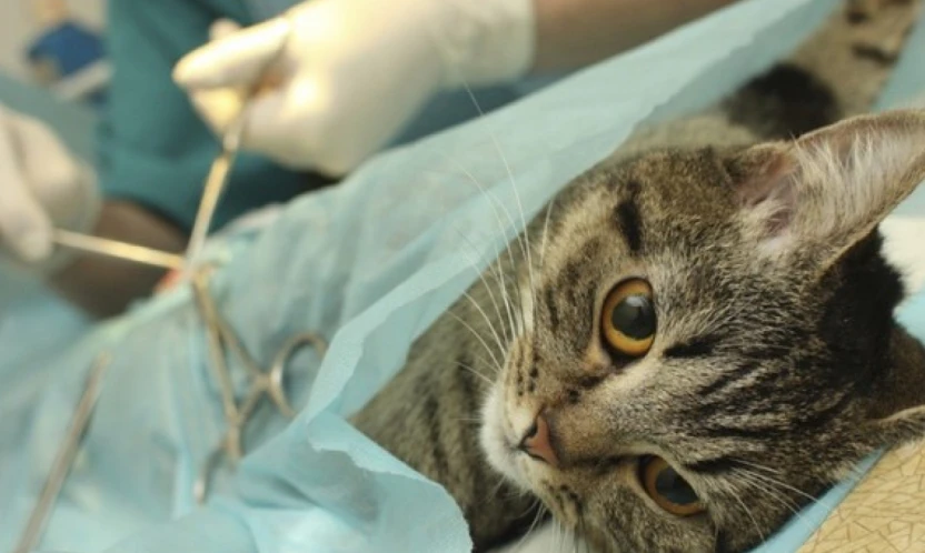 Sahipsiz Kedilere Ücretsiz Kısırlaştırma Hizmeti Yeniden Başladı