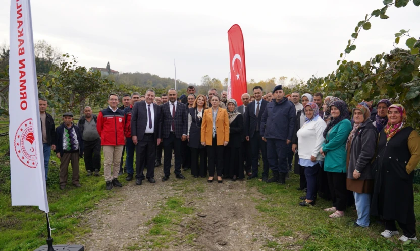 Terkehaliller'de Kivi Hasat Şenliği